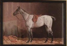 Framed English Equestrian Print- White facing left