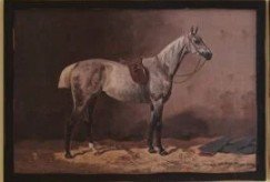 Framed English Equestrian Print- White facing right