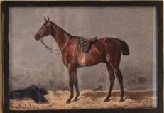 Framed English Equestrian Print- Brown facing left